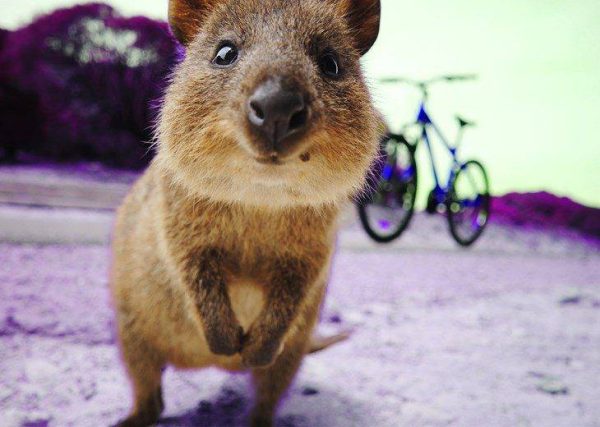 Contact CAT Systems Australia